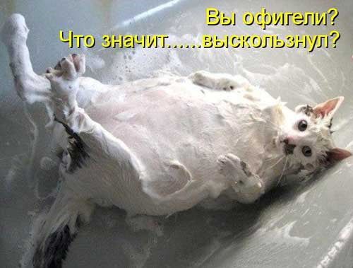 Весёлые картинки про котов, забавные домашние животные, фото 14 Весёлые картинки про котов, забавные домашние животные, фото 14