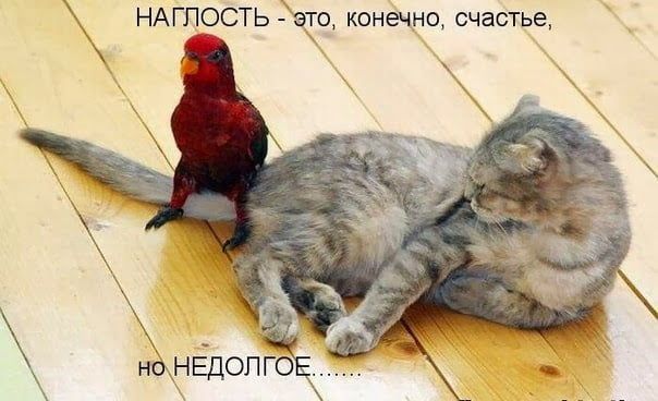 Весёлые картинки про котов, забавные домашние животные, фото 15 Весёлые картинки про котов, забавные домашние животные, фото 15