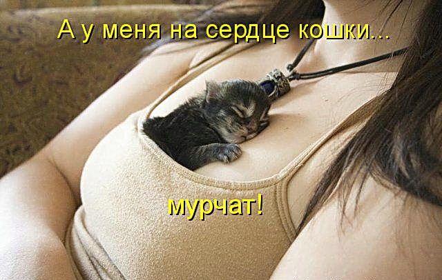 Весёлые картинки про котов, забавные домашние животные, фото 16 Весёлые картинки про котов, забавные домашние животные, фото 16