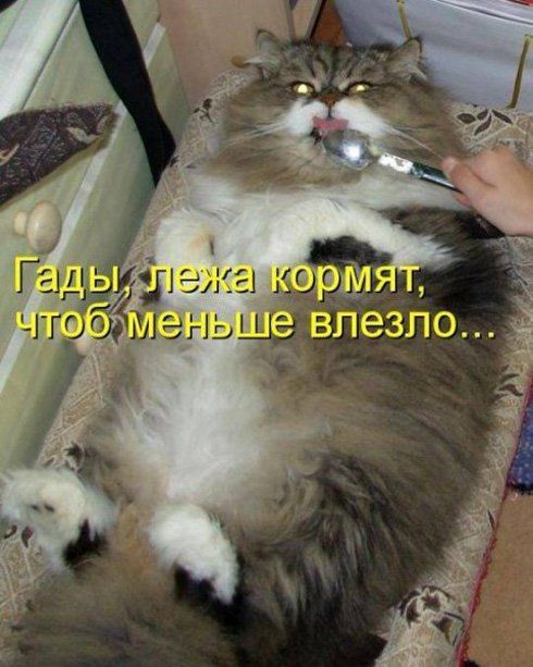 Весёлые картинки про котов, забавные домашние животные, фото 17 Весёлые картинки про котов, забавные домашние животные, фото 17
