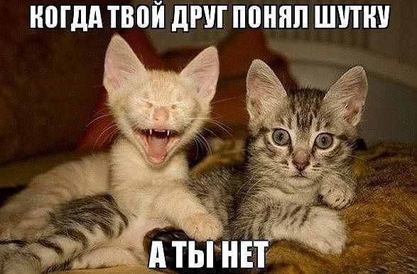 Весёлые картинки про котов, забавные домашние животные, фото 18 Весёлые картинки про котов, забавные домашние животные, фото 18