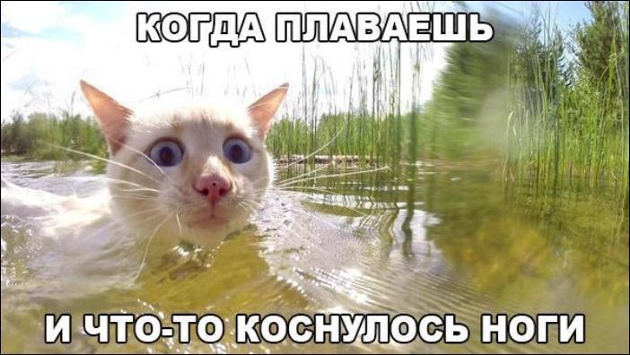 Весёлые картинки про котов, забавные домашние животные, фото 19 Весёлые картинки про котов, забавные домашние животные, фото 19