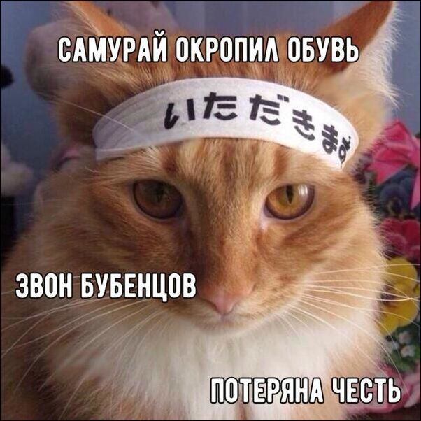 Весёлые картинки про котов, забавные домашние животные, фото 20 Весёлые картинки про котов, забавные домашние животные, фото 20