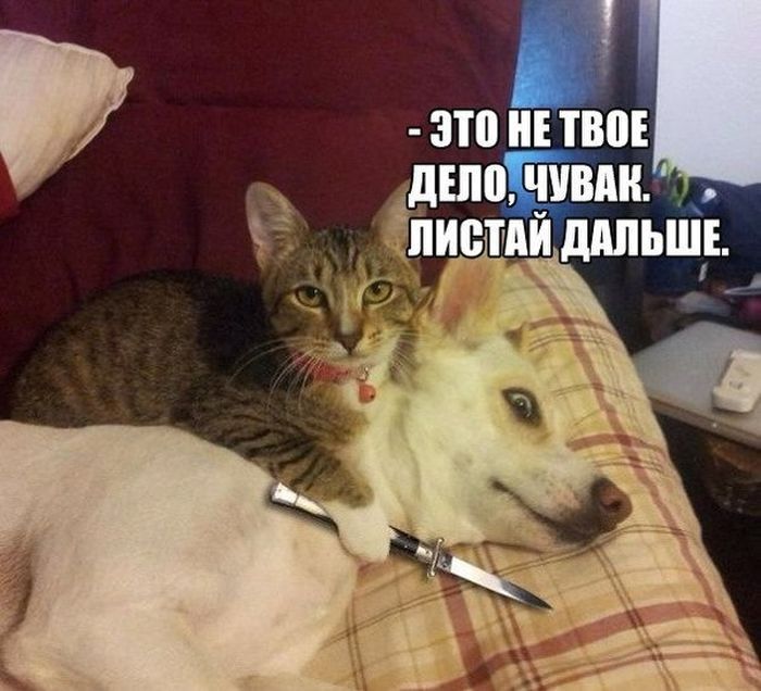 Весёлые картинки про котов, забавные домашние животные, фото 21 Весёлые картинки про котов, забавные домашние животные, фото 21