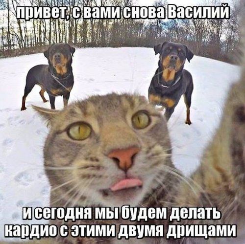 Весёлые картинки про котов, забавные домашние животные, фото 22 Весёлые картинки про котов, забавные домашние животные, фото 22