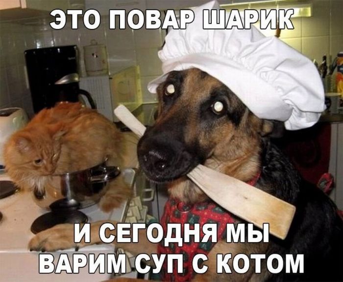 Весёлые картинки про котов, забавные домашние животные, фото 23 Весёлые картинки про котов, забавные домашние животные, фото 23