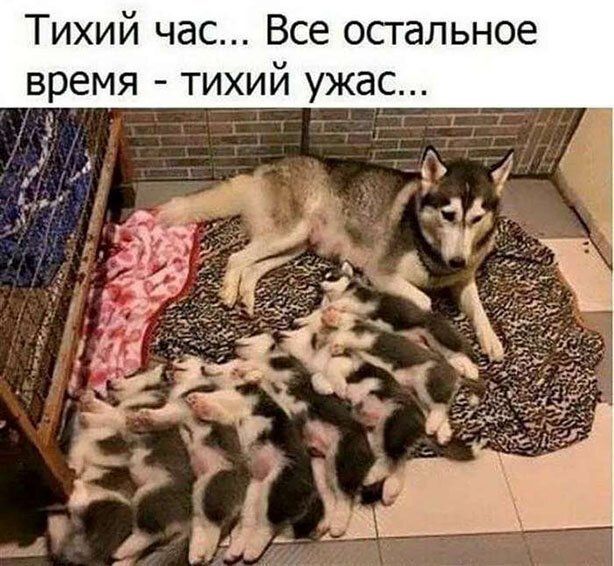 Весёлые картинки про котов, забавные домашние животные, фото 24 Весёлые картинки про котов, забавные домашние животные, фото 24