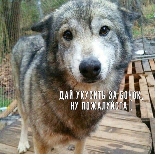 Весёлые картинки про котов, забавные домашние животные, фото 25 Весёлые картинки про котов, забавные домашние животные, фото 25