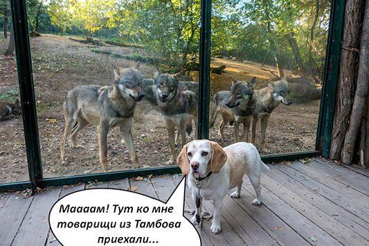 Весёлые картинки про котов, забавные домашние животные, фото 26 Весёлые картинки про котов, забавные домашние животные, фото 26