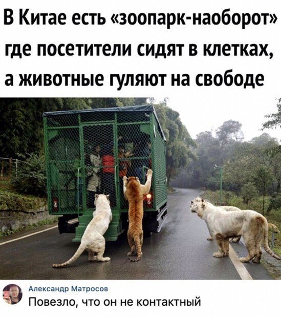 Весёлые картинки про котов, забавные домашние животные, фото 27 Весёлые картинки про котов, забавные домашние животные, фото 27