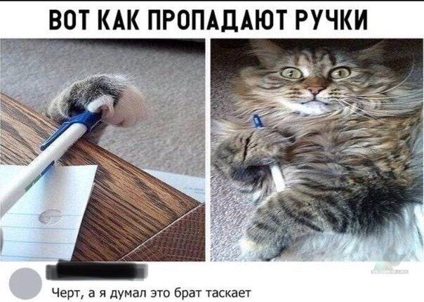 Весёлые картинки про котов, забавные домашние животные, фото 28 Весёлые картинки про котов, забавные домашние животные, фото 28