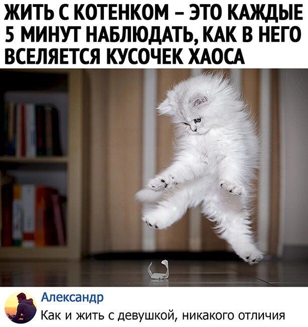 Весёлые картинки про котов, забавные домашние животные, фото 29 Весёлые картинки про котов, забавные домашние животные, фото 29