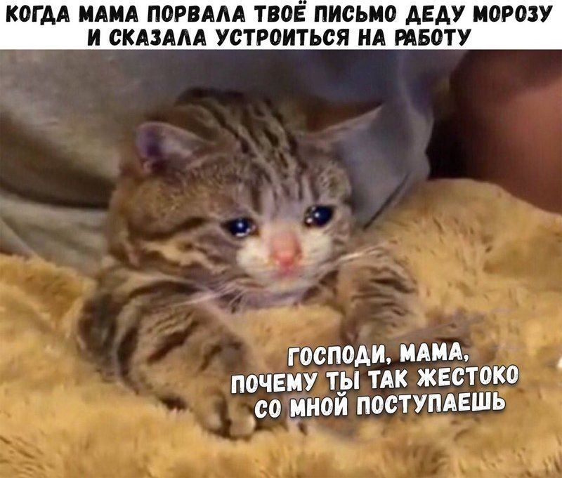 Весёлые картинки про котов, забавные домашние животные, фото 30 Весёлые картинки про котов, забавные домашние животные, фото 30