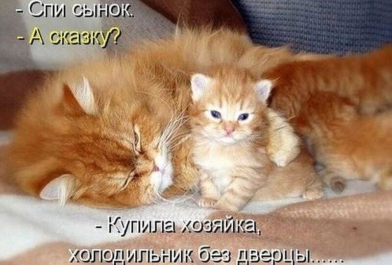 Весёлые картинки про котов, забавные домашние животные, фото 31 Весёлые картинки про котов, забавные домашние животные, фото 31