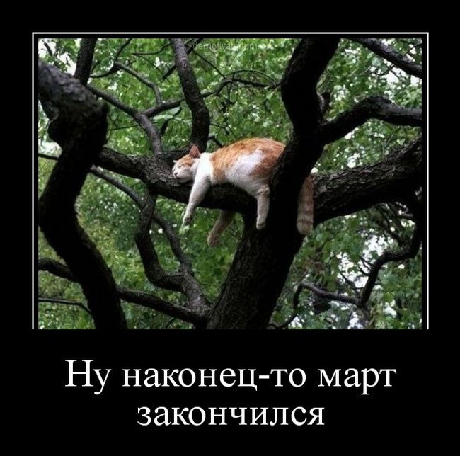 Смешные картинки с котиками. Часть 2, фото 11 Смешные картинки с котиками. Часть 2, фото 11