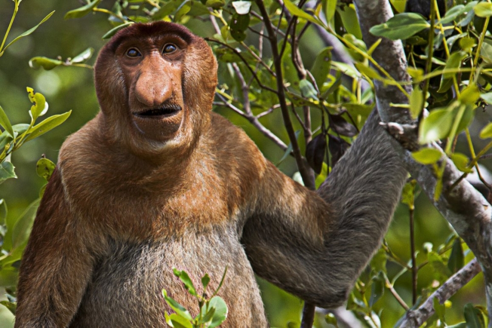 Обьезьяна носач - мартышка с носом и пивным животиком, фото 5