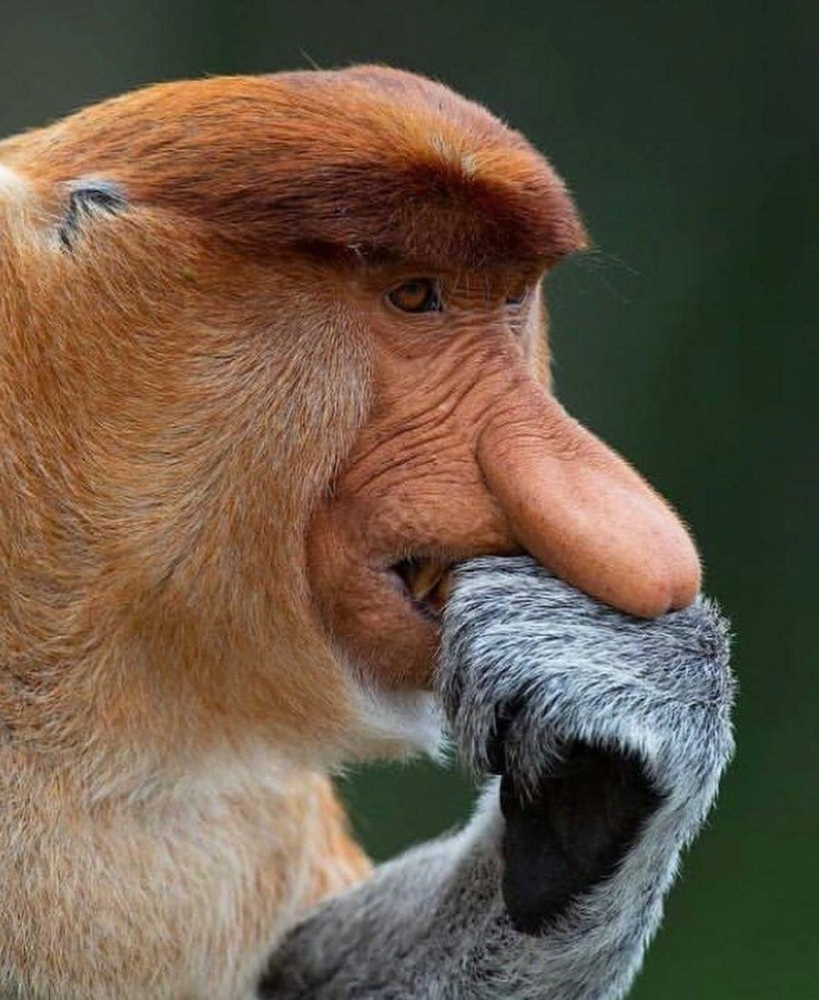 Обьезьяна носач - мартышка с носом и пивным животиком, фото 8