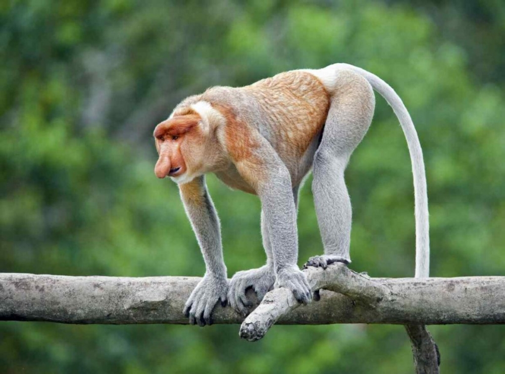 Обьезьяна носач - мартышка с носом и пивным животиком, фото 9