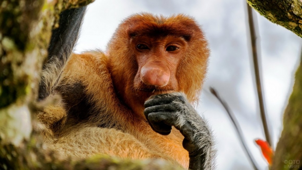 Обьезьяна носач - мартышка с носом и пивным животиком, фото 10