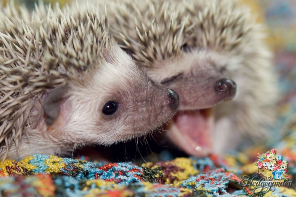 Смешные ежики , фото 11 Смешные ежики , фото 11