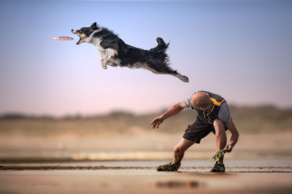 Гиф и аниме, братья наши меньшие, фото 1 Гиф и аниме, братья наши меньшие, фото 1