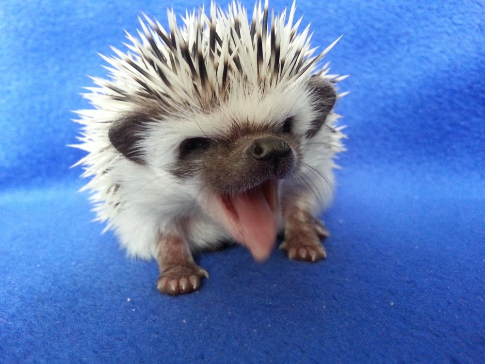 Смешные ежики , фото 12 Смешные ежики , фото 12