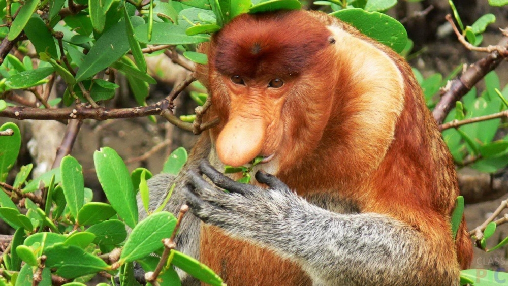 Обьезьяна носач - мартышка с носом и пивным животиком, фото 14