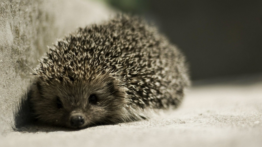 Смешные ежики , фото 13 Смешные ежики , фото 13