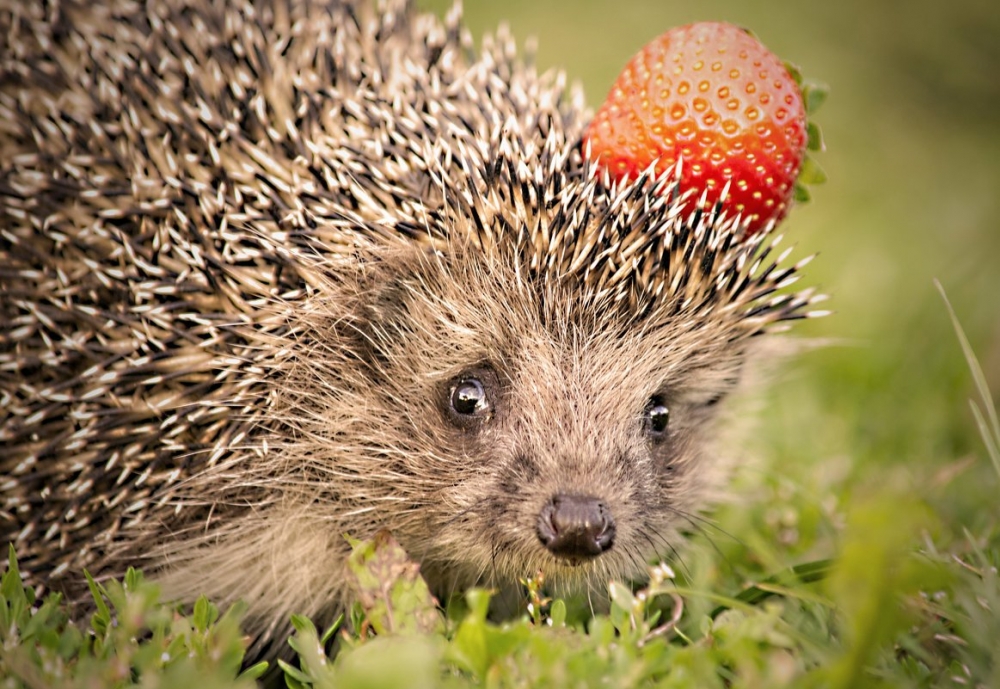 Смешные ежики , фото 14 Смешные ежики , фото 14