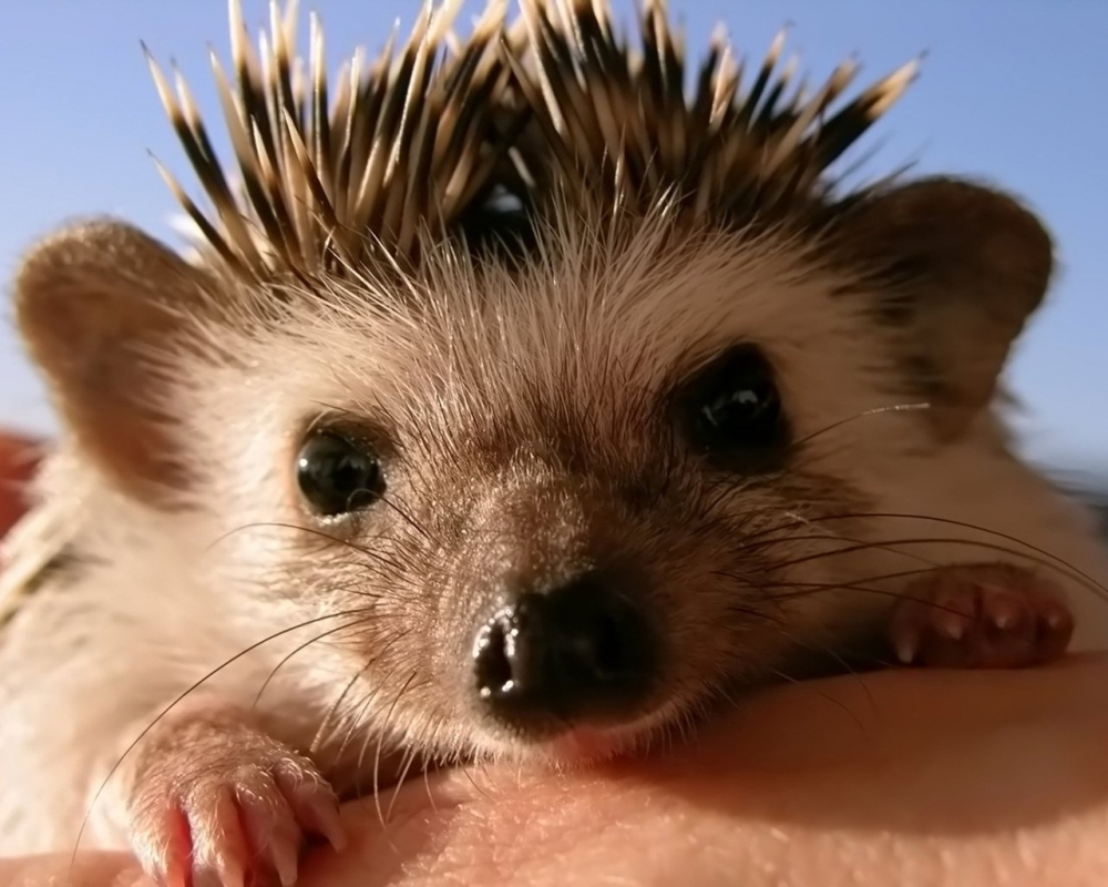 Смешные ежики , фото 16 Смешные ежики , фото 16