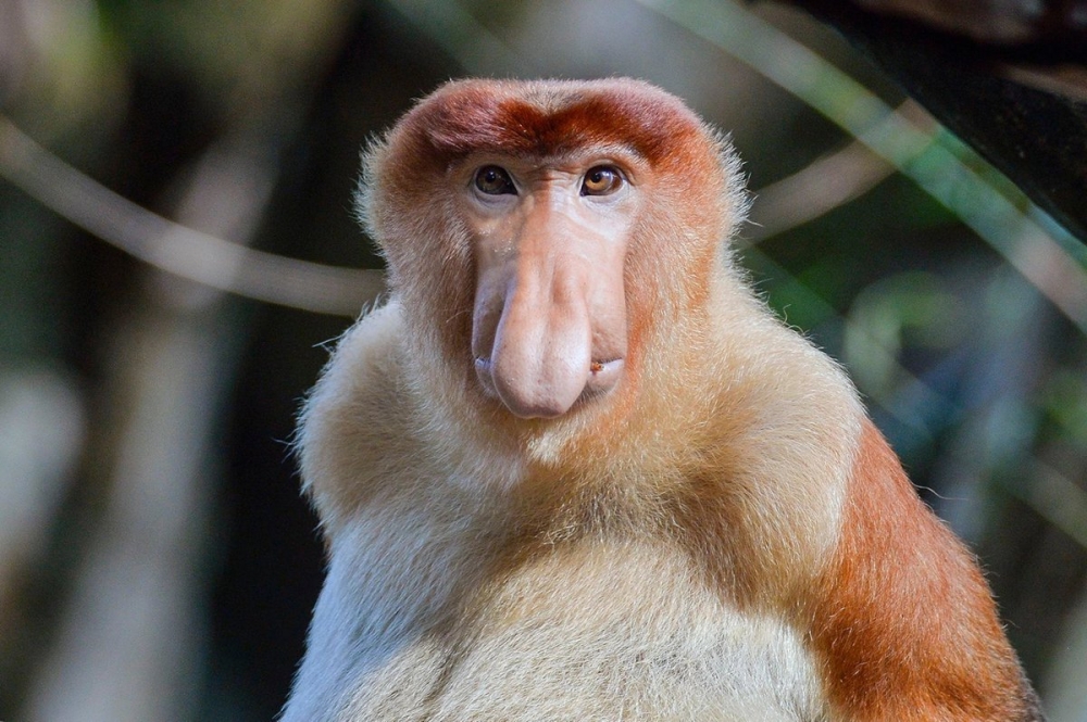 Обьезьяна носач - мартышка с носом и пивным животиком, фото 15