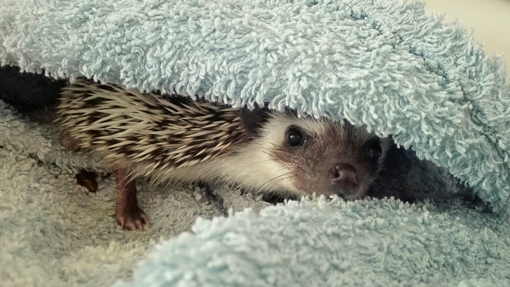 Смешные ежики , фото 17 Смешные ежики , фото 17