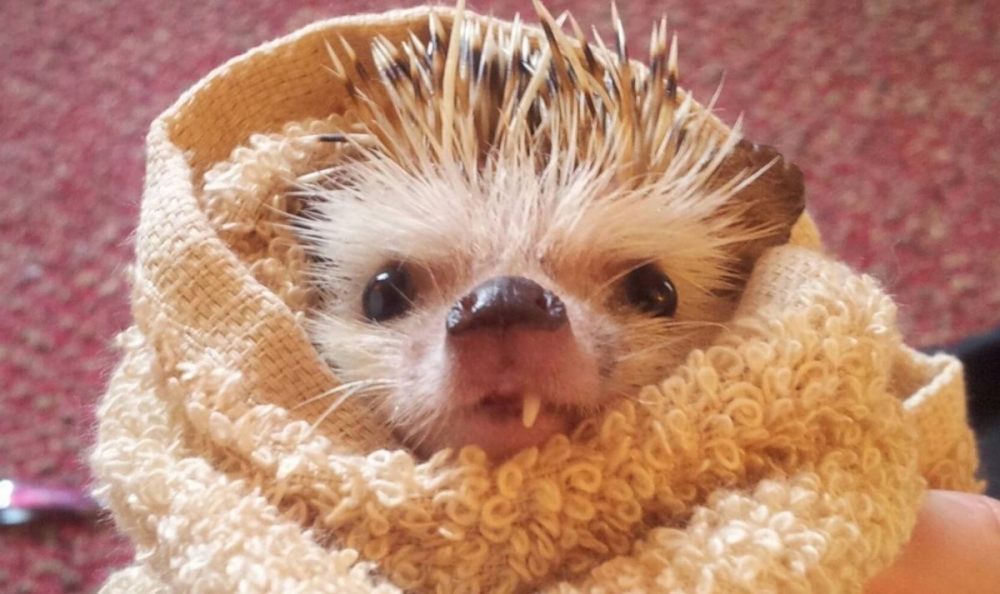 Смешные ежики , фото 18 Смешные ежики , фото 18