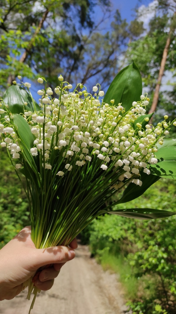 Обои с ландышами , фото 30 Обои с ландышами , фото 30