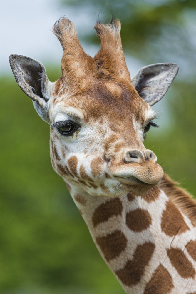 Подборка ржачных картинок для настроения, фото 13 Подборка ржачных картинок для настроения, фото 13