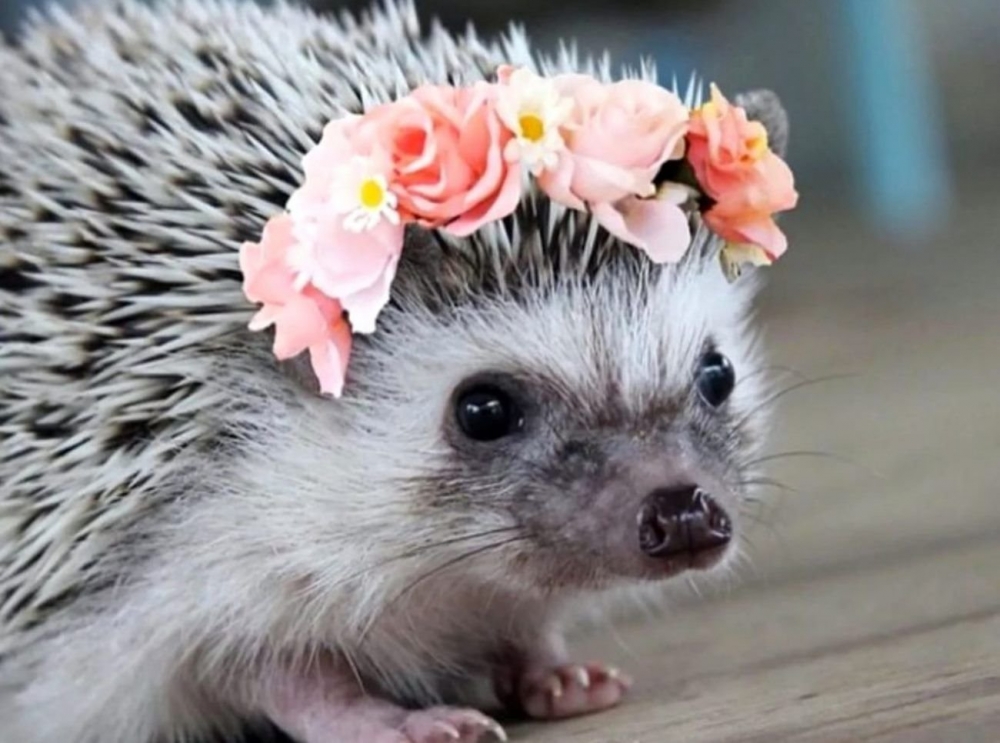 Смешные ежики , фото 21 Смешные ежики , фото 21