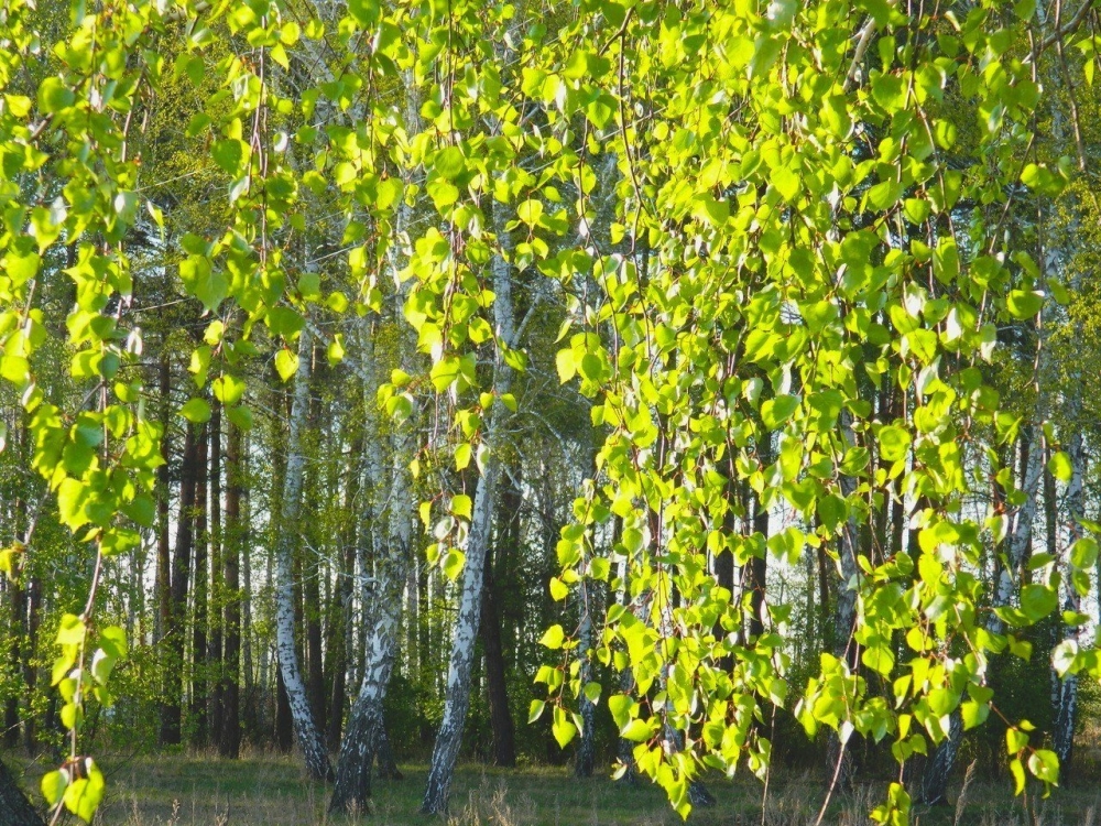 Как выглядит Береза весной, фото 1
