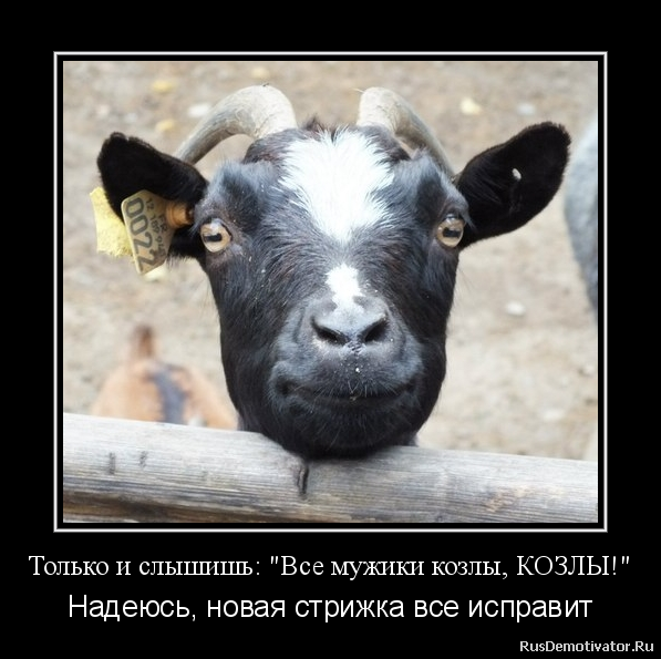 Демотиваторы про Козликофф, фото 10 Демотиваторы про Козликофф, фото 10