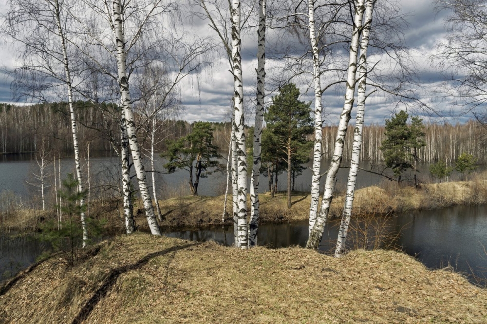 Как выглядит Береза весной, фото 2
