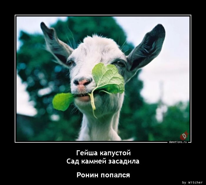 Демотиваторы про Козликофф, фото 1 Демотиваторы про Козликофф, фото 1