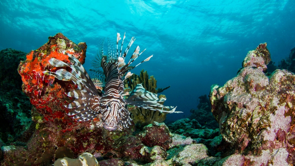 Обои мир моря (1), фото 15 Обои мир моря (1), фото 15