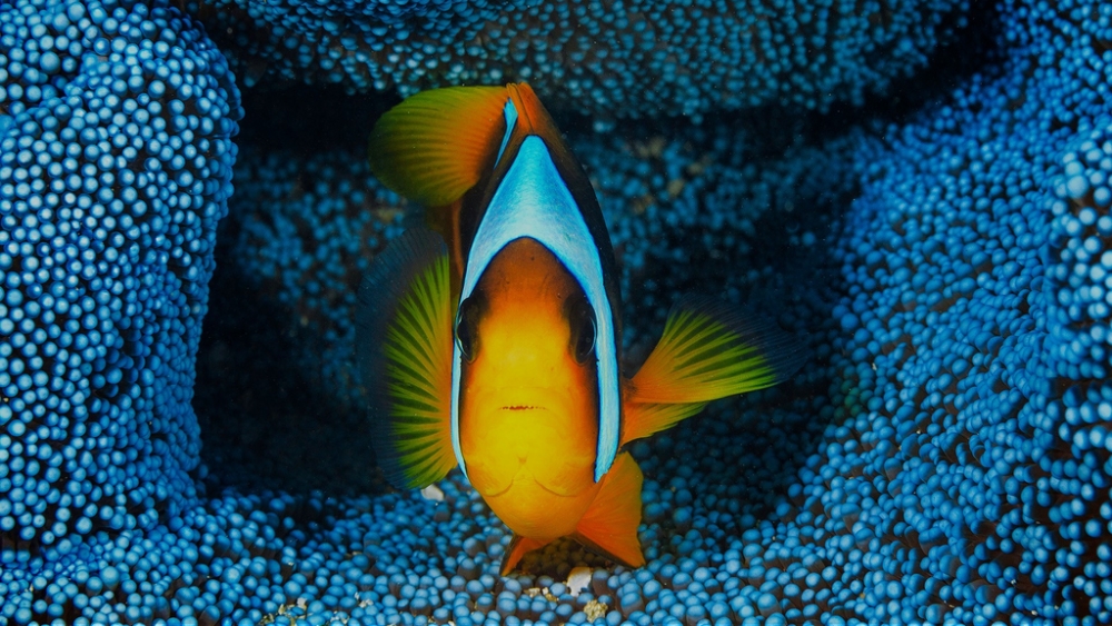 Обои мир моря (2), фото 16 Обои мир моря (2), фото 16