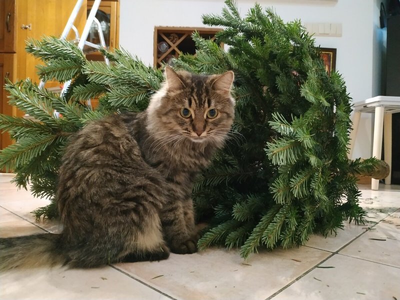 Новый год – новый Кот. Символ 2023 – чёрный водяной кот., фото 14