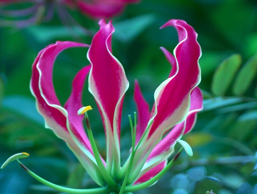 Волшебные цветы тропиков, фото 13