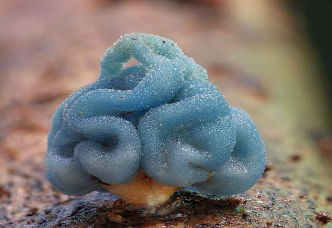 Удивительные грибы, фото 15 Удивительные грибы, фото 15