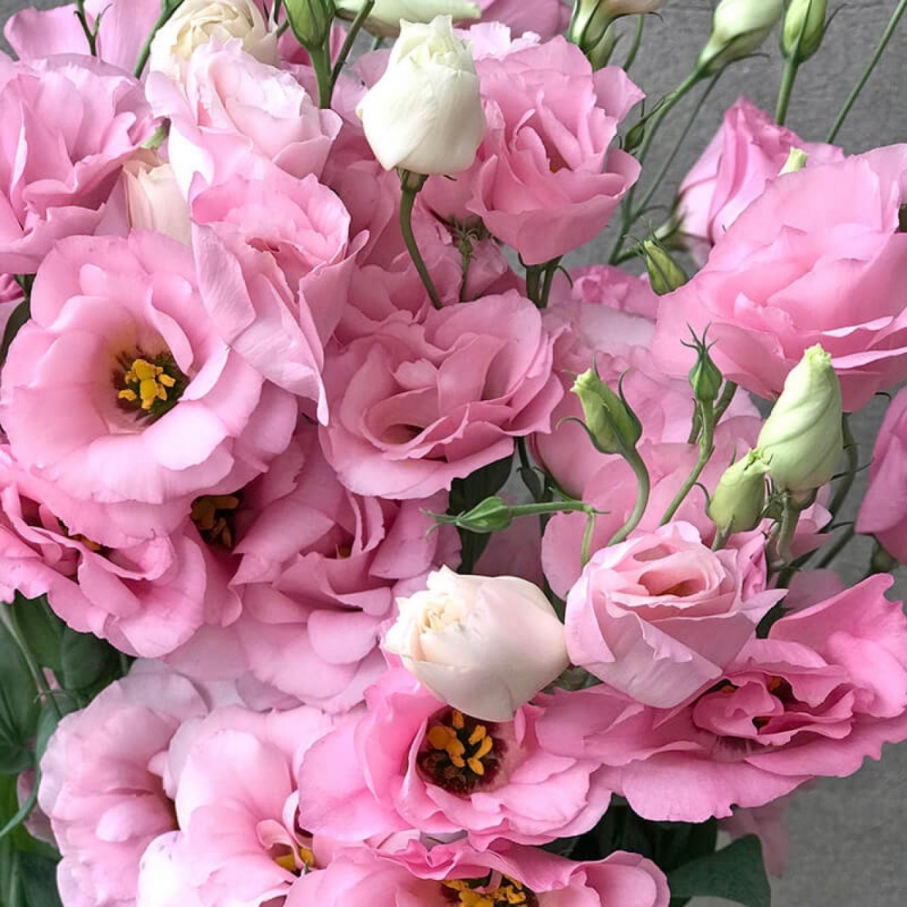 Красавица эустома, фото 14