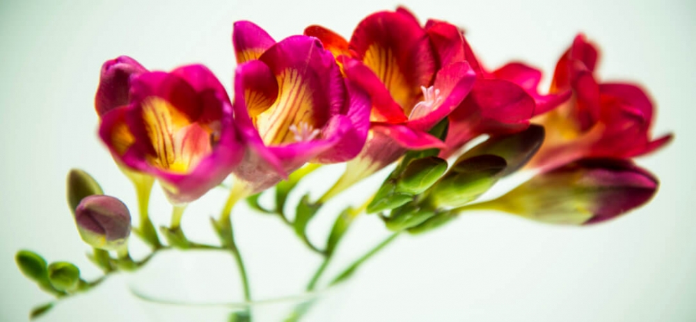 Волшебство нежной фрезии, фото 15