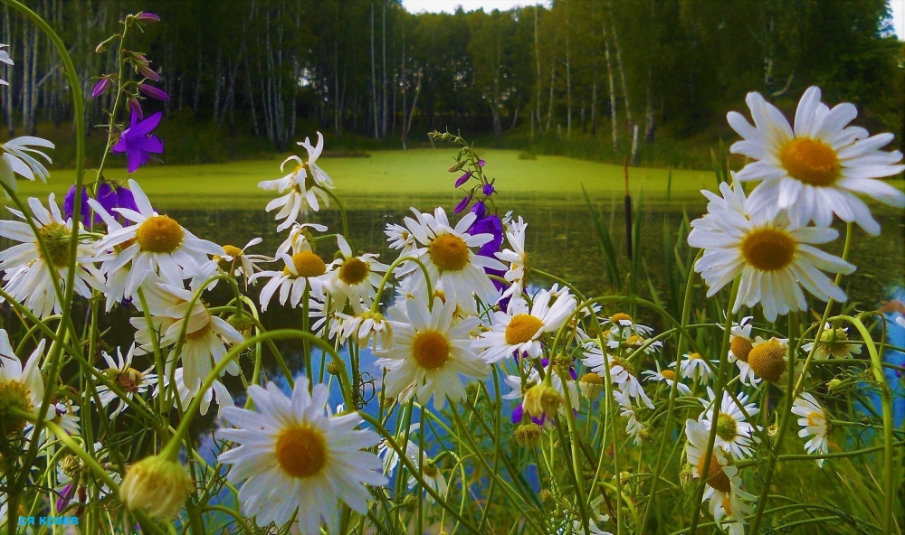 Ромашки в природе, в вазах, корзинках - много фото, фото 15 Ромашки в природе, в вазах, корзинках - много фото, фото 15