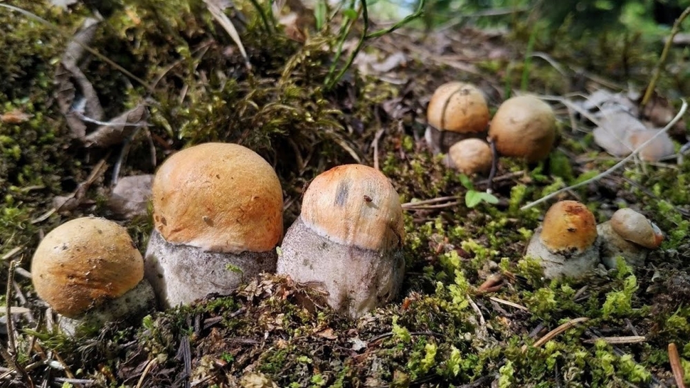 Тихая охота, фото 14 Тихая охота, фото 14