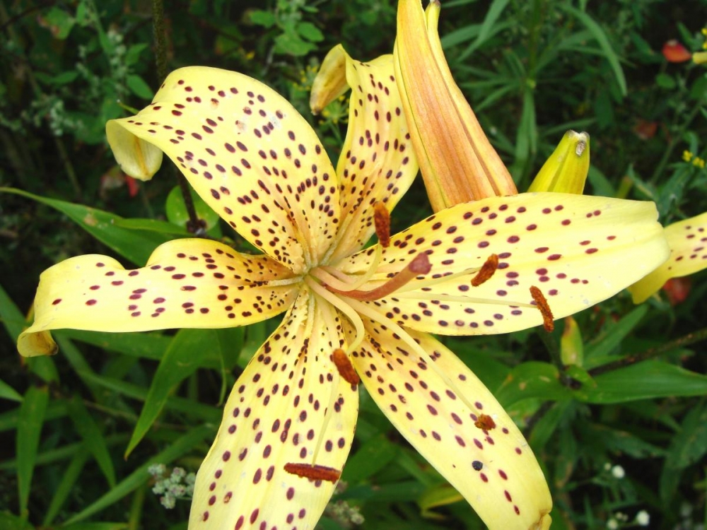 Лето в калейдоскопе ярких лилий., фото 18